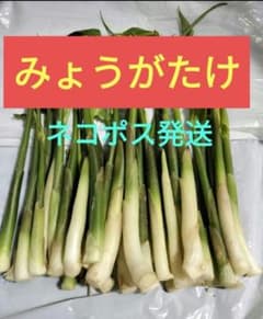 ②　みょうがたけ　【青森県産】　無農薬　茗荷竹　ミョウガタケ　みょうがたけのサムネイル