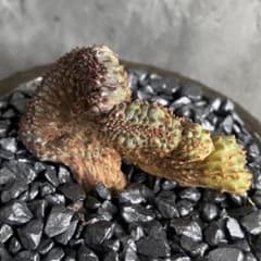 B16125☆オークション☆ユーフォルビア 綴化 モンスト株 極上！現品