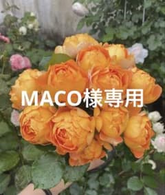 バラ　四季咲き　中輪　強健花持ちとても良い　樹勢が強く　1980+400速達のサムネイル