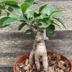 観葉植物✨ガジュマル✨珍しい✨タコみたいな樹形❗️ - メルカリ