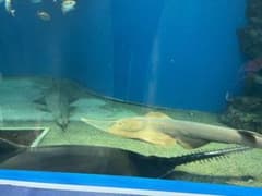 まっしゅるーむ様専用のサムネイル