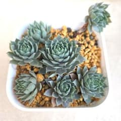 もこもこ】センペルビウム ロゼット多肉植物 子株付き① - メルカリ