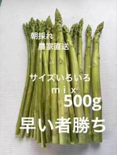 아침 채취 농가 직송 아스파라 아스파라거스 500g