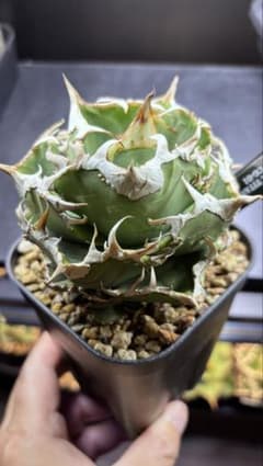 Agave Cok CG-01 - メルカリ