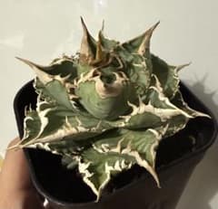 【鉢ごと発送】アガベ チタノタ ハデス【ガチ株・陽炎・幅広短葉・低重心】 鉢ごと発送】アガベ チタノタ 大白鯊【中株・白鋸歯・幅広短葉・強
