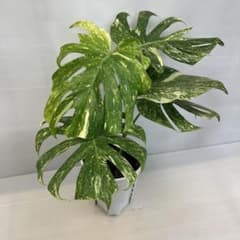 Q417 Monstera Green Snow モンステラ グリーンスノー - メルカリ