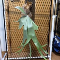 ビカクシダ Bogor スポアのサムネイル