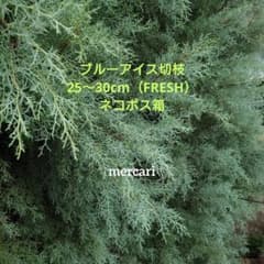 コニファーブルーアイス切り枝25～30cm（FRESH）ネコポス箱のサムネイル