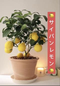 レモン苗 【サイパン】 挿し木苗 実が良く付き ポットごとゆうパケット