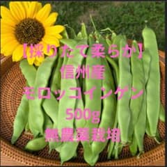 【高原野菜】信州産モロッコインゲン　500g 無農薬栽培　収穫したて柔らか！のサムネイル