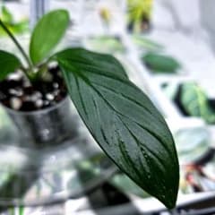 熱帯植物 Homalomena sp. jambi 中型 | Mercari