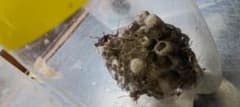 ハチと蜂の巣　　1週間前に採取　蜂残り数匹成虫になりそう。学術的　生物です保証無のサムネイル