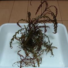 ハイグロフィラピンナティフィダ溶岩石巻のサムネイル