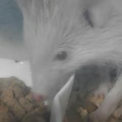 ゆゆ様専用のサムネイル