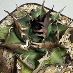 アガベ チタノタ 緑犀牛 厳竜 OC m28036048414_1.jpg?1741222169