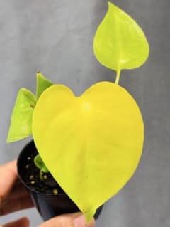 46モンステラ デリシオーサ 'Triple Yellow' 新種 - メルカリ