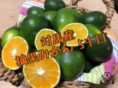 対馬直送 摘果みかん 5キロ ⑥のサムネイル