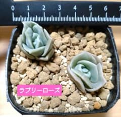 ラブリーローズ小苗2個セット✾ 多肉植物 抜き苗のサムネイル