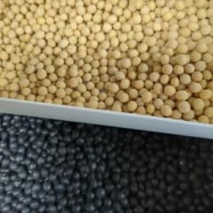 ７年北海道産☆黒豆（400g）＆大豆（400g）セットのサムネイル