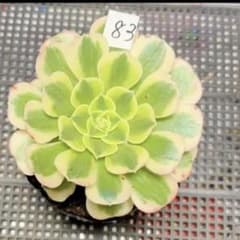 多肉植物アエオニウム錦❤️ グリーンメデューサセッカ❤️ 親株 83#観葉植物アエオニウム錦❤️グリーンメデューサ❤️1大頭10cm 拔き