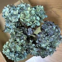アジサイ ドライフラワー 青緑〜緑青〜紫 中小サイズ 茎有5☆7a - メルカリ