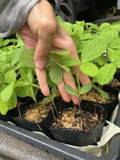 自然栽培　極小粒黄大豆　固定種　麻尻大豆　摘芯苗5本のサムネイル
