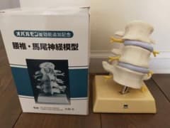 腰椎・馬尾神経模型 オノのサムネイル