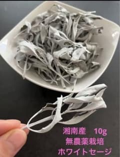 湘南産　自家自然栽培　ホワイトセージ　10gのサムネイル
