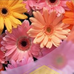 ドレスのサムネイル