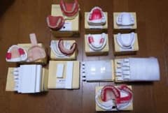 NISSIN DENTAL MODEL 歯科模型 技工物 セット - メルカリ