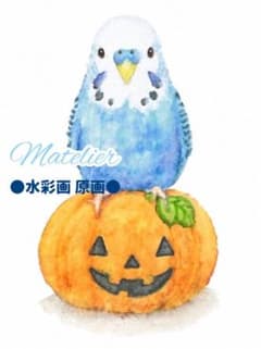 セキセイインコの絵　水彩画　原画　癒し　動物の絵　ハロウィンのサムネイル