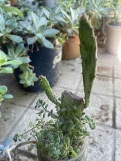 多肉植物　ブロウメアナ　姫サンゴ　朧月　抜き苗のサムネイル