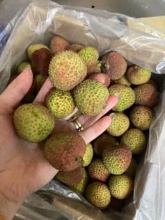 152.数量限定新鮮妃子笑生ライチ箱込み2kg常温発送玉数お任せ - メルカリ