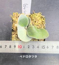 ビカクシダ、ペドロタツタ苗C - メルカリ