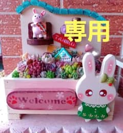 ❤️多肉植物❤️そのまま飾れる寄せ植え❤️うさぎちゃんHouse