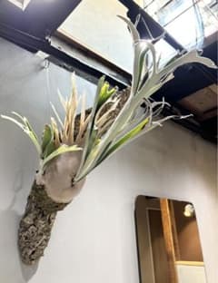 ビカクシダ ベイチー P.veitchii wild Australia③ ビカクシダ ベイチー P.veitchii wild Australia③ - メルカリ