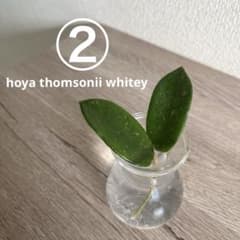 ② hoya thomsonii whitey ホヤ トムソニー ホワイト - メルカリ
