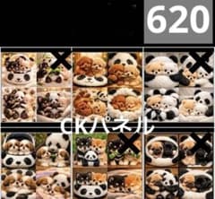 トイプードル ポメラニアン シーズー 柴犬 パグ - メルカリ