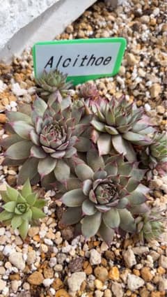 sempervivum Alcithoeランナー3cm苗のサムネイル