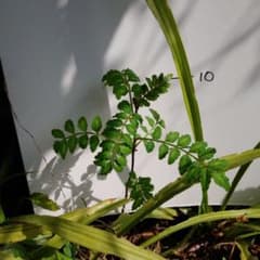 山椒の苗　３本のサムネイル