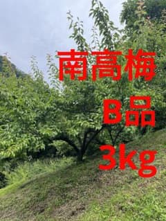 南高梅　B品 3kgのサムネイル