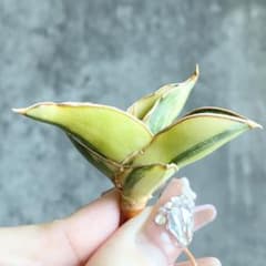 S11619☆オークション販売☆ サンスベリア ロリダ 極上斑入り株