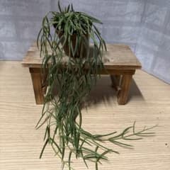 ☘観葉植物☘ホヤ リネアリス ㉕ 抜き苗 - メルカリ