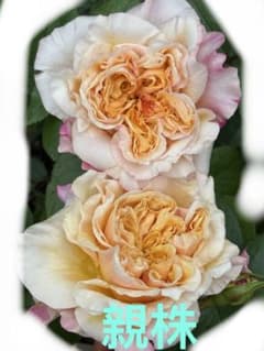 バラ 苗 四季咲 和バラ ② 花付き良い 花持ち良い レア - メルカリ