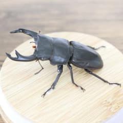 【昆虫LIVE標本】オオクワガタ(天然採取)のガラスケース標本【C級】のサムネイル