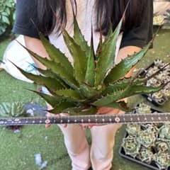 S*u様 562 アガベ モンタナ 極上鋸歯高発色株 極上美株 - メルカリ
