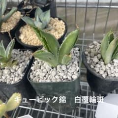 アガベ キュービック錦 白覆輪斑 - メルカリ