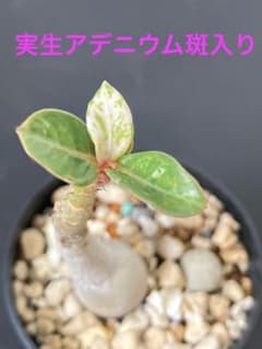 実生　アデニウム　斑入り　❸ 実生 アデニウム 斑入り ➂ - メルカリ