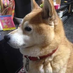 チャムズ様２０粒専用ページですのサムネイル