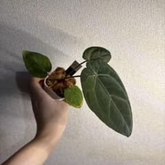 T*L様 Anthurium AOS✖️RVDP斑入り Anthurium AOS✖️RVDP斑入り - メルカリ